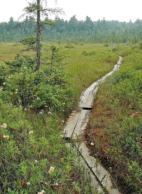 trail